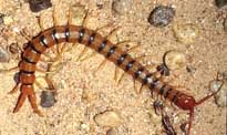 CENTIPEDE