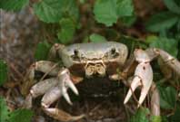 Crab