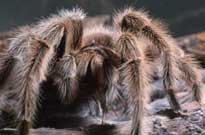 TARANTULA SPIDER  Yes!  There's a skeleton under that hair!
